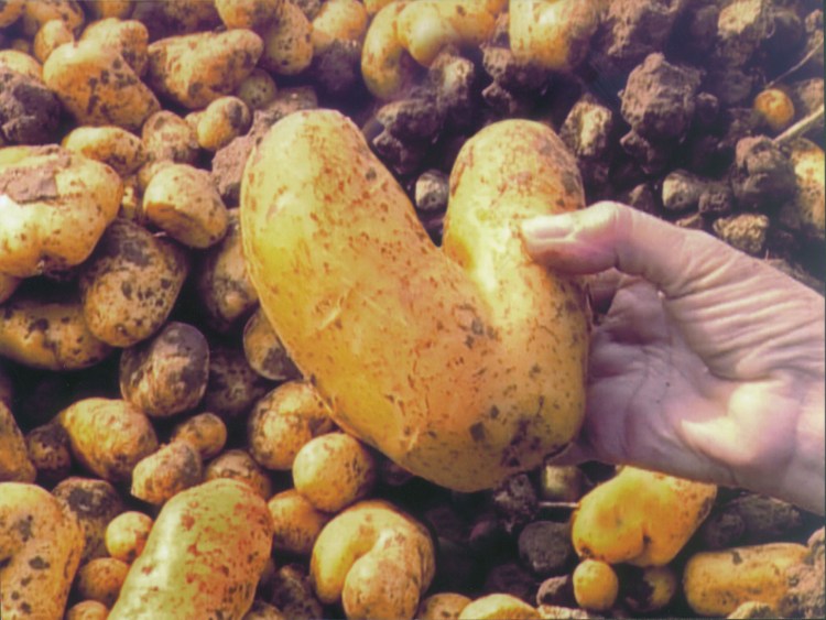 the-gleaners-and-i-four