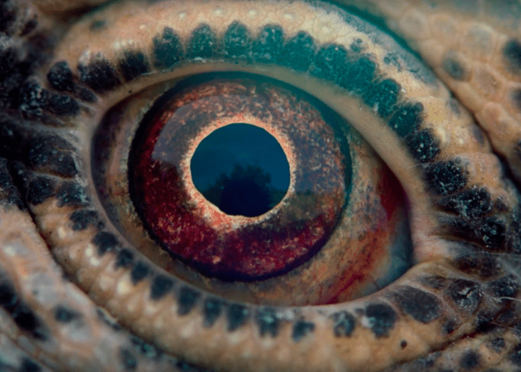 voyage-of-time-lifes-journey-four