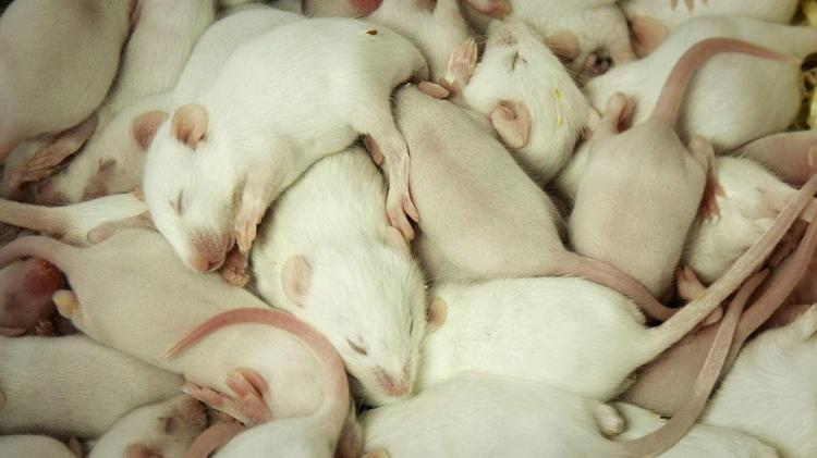 rat-film-documentary-one