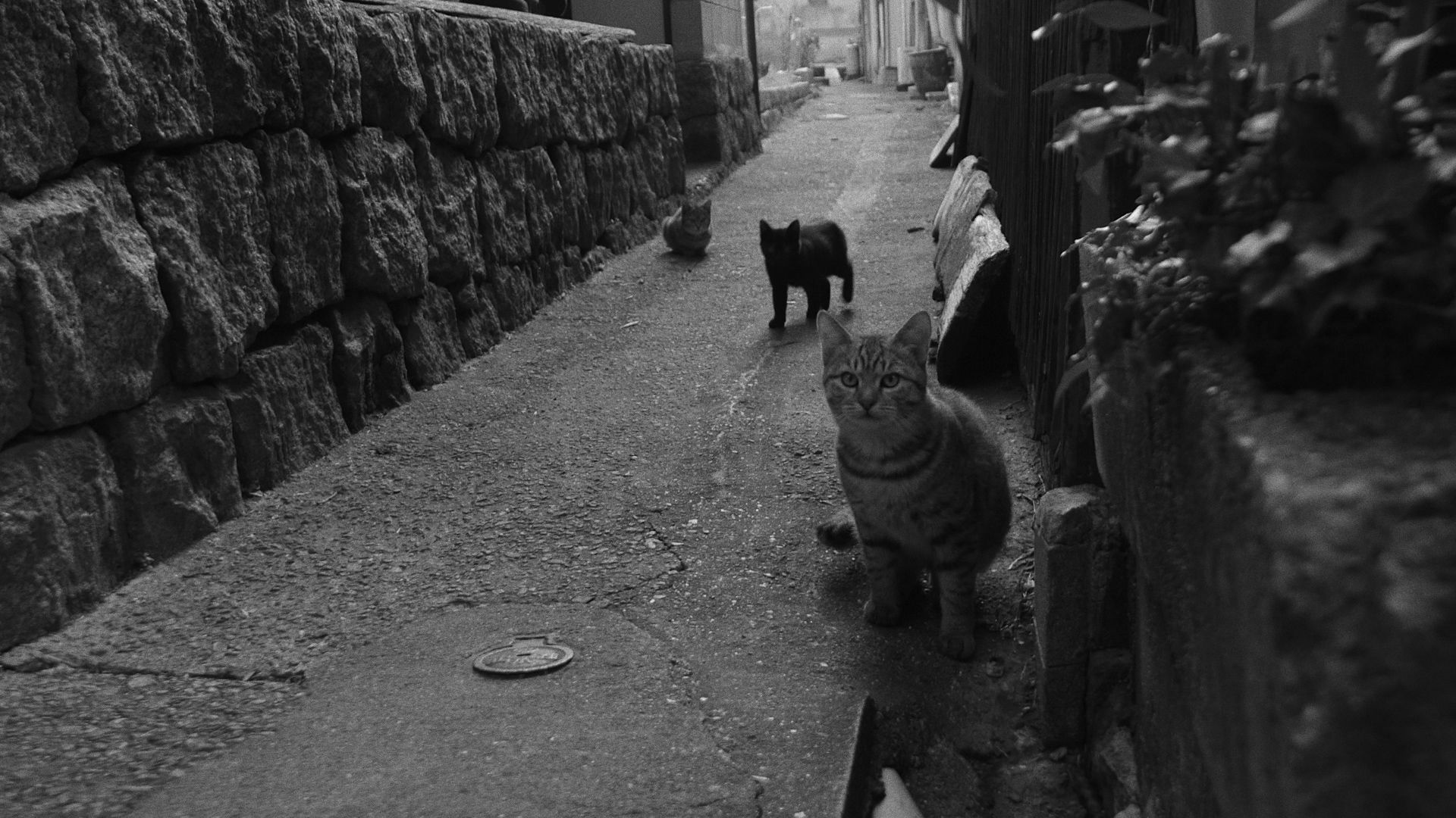 Inland Sea Documentary