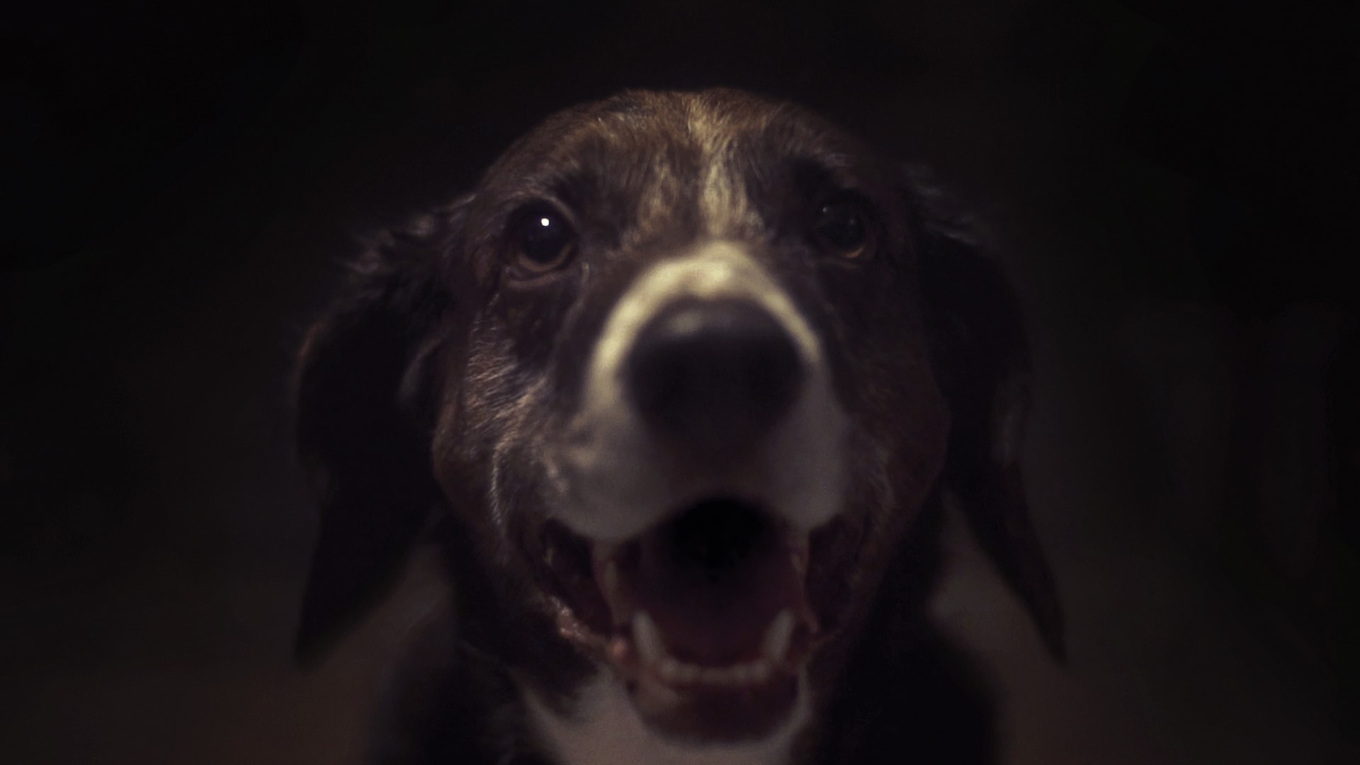 The Carnivores Movie Film