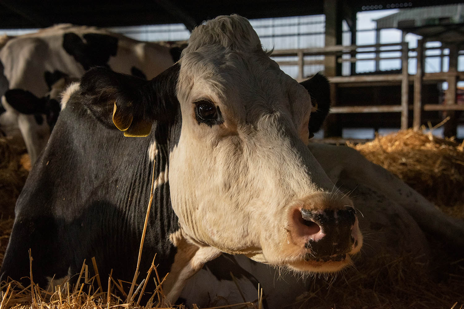 Cow Movie Review - 2022 Andrea Arnold Documentary Film