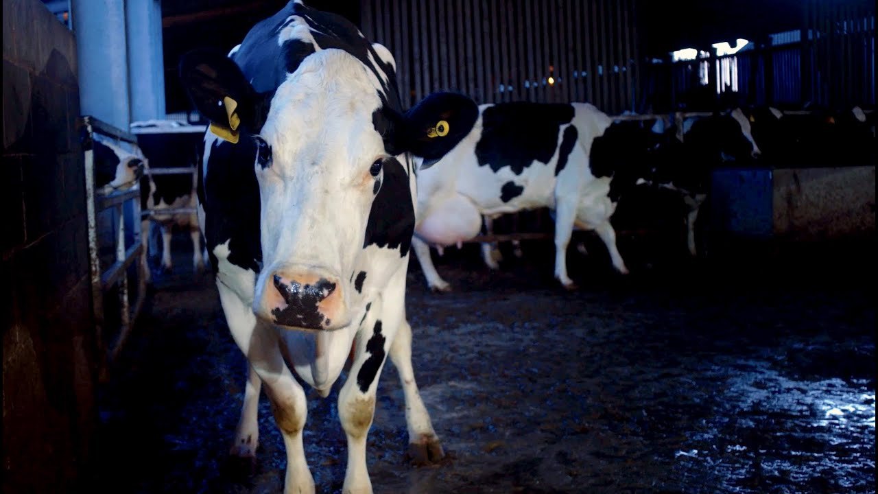 Cow Movie Review - 2022 Andrea Arnold Documentary Film