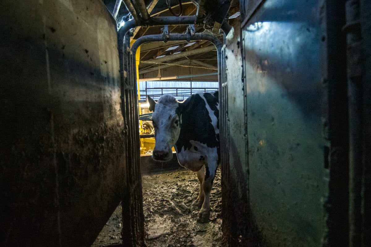Cow Movie Review - 2022 Andrea Arnold Documentary Film