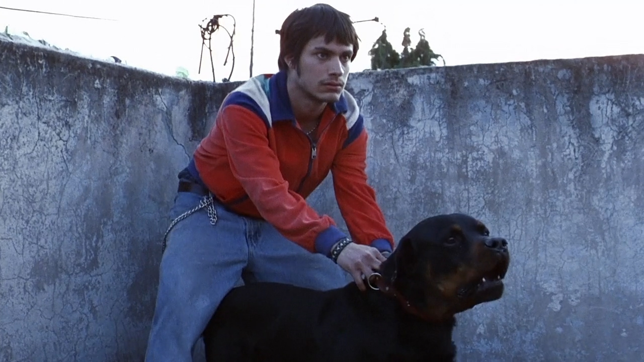 Amores Perros Essay - 2000 Alejandro G. Iñárritu Movie Film