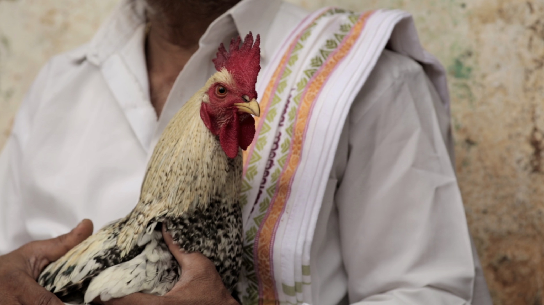 Koli Taal Review - 2021 Abhilash Shetty Movie Film (The Chicken Curry)