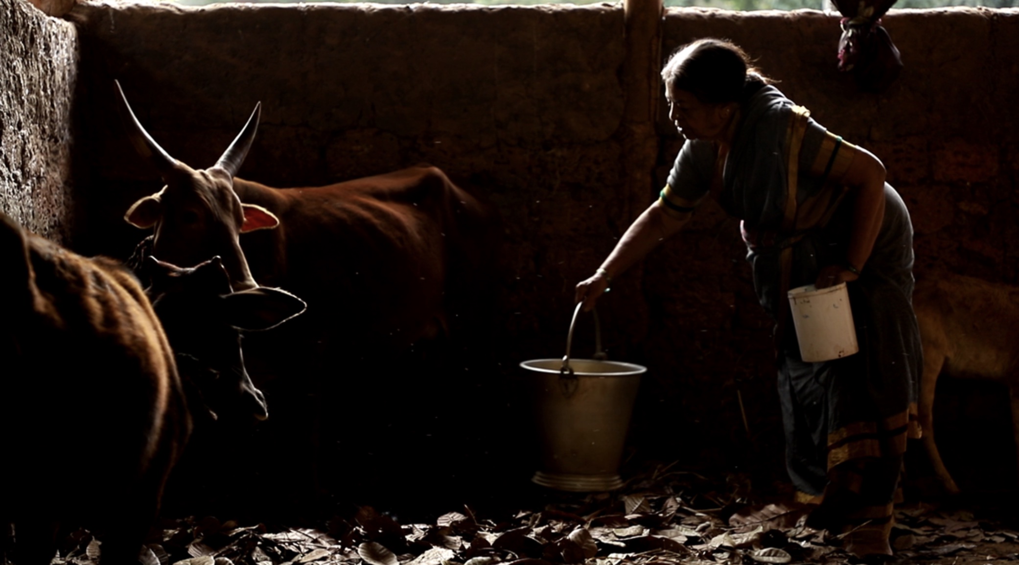 Koli Taal Review - 2021 Abhilash Shetty Movie Film (The Chicken Curry)